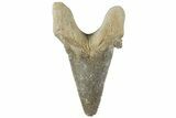 Serrated Sokolovi (Auriculatus) Shark Tooth - Dakhla, Morocco #312668-1
